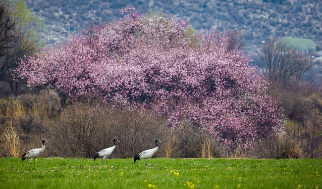 Lejlekët qafëzinj në Nyingchi të Rajonit Autonom të Tibetit të Kinës Jugperëndimore, 36 mars 2021. (foto nga Zhang Ning/Xinhua)