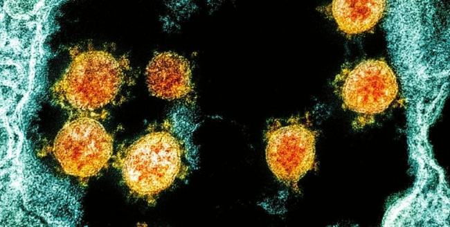 variant i ri Covid France, le telegramme