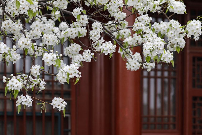 Fazat stinore të pranverës