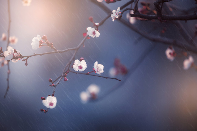 Fazat stinore të pranverës