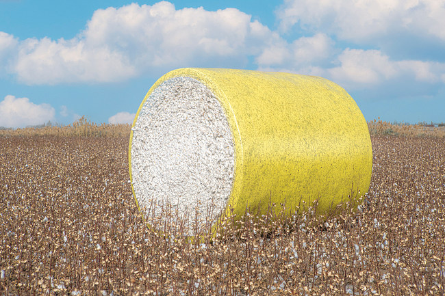 Në tetor 2021, sezoni i mbledhjes së pambukut në Xinjiang/ VCG