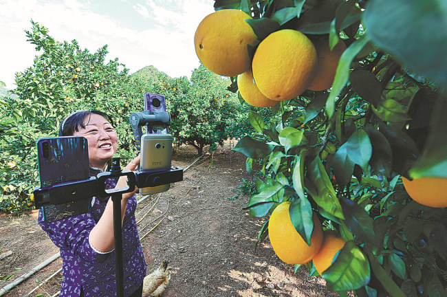 Wang Qiongfang në promovimin e portokallit ndaj ndjekësve të transmetimit online(Foto: Gazeta Dongfangnvbao)