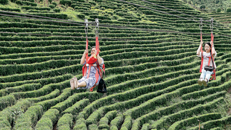 Lanovka umožňuje turistům vychutnat si jedinečný výhled na čajovou plantáž ve vesnici Gulou (Ku-lou) v okresu Shaoyang (Šao-jang) v provincii Hunan (Chu-nan). Fotografie: Teng Zhizhong (Tcheng Č´-čung) / Deník China Daily