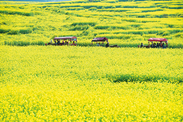 Turisté si užívají kvetoucí řepku v okrese Luoping (Luo-pching) v provincii Yunnan (Jün-nan). [Fotografie: Tisková agentura Nová Čína / Xinhua]