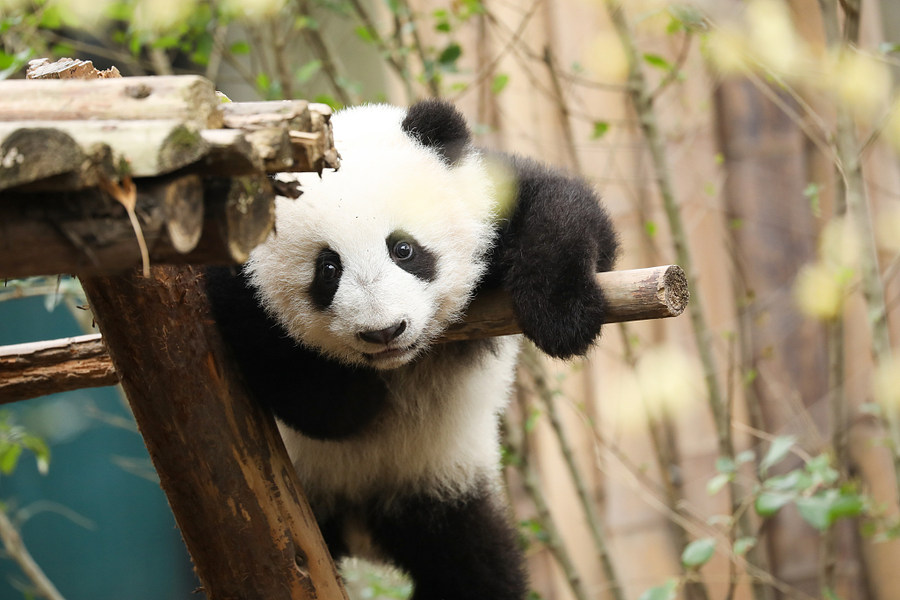 Chengdu Das fröhliche Leben der Pandabären