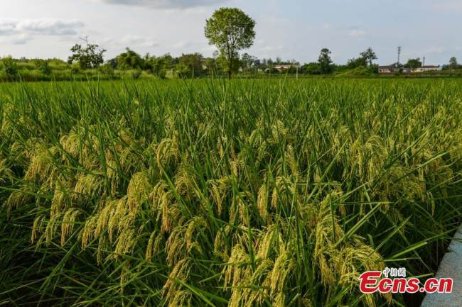 Γιγαντιαία φυτά ρυζιού ύψους δύο μέτρων αναπτύσσονται στο χωριό Τσανγκχόνγκ έξω από το Τσονγκτσίνγκ, στις 31 Αυγούστου 2021. 