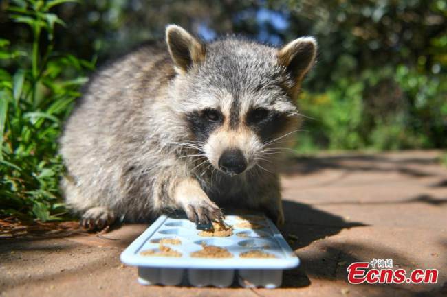 Ένα ρακούν απολαμβάνει φεγγαροπιτάκια που έχουν φτιαχτεί ειδικά για αυτό και άλλα ζωάκια, στο Πάρκο Yunnan Safari στο Κουνμίνγκ, πρωτεύουσα της επαρχίας Γιουνάν της νοτιοδυτικής Κίνας, στις 12 Σεπτεμβρίου 2021. (Φωτογραφία: China News Service)