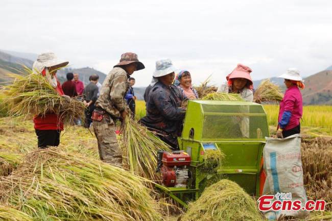 Οι χωρικοί βάζουν το πρόσφατα συγκομισμένο ρύζι σε μια μηχανή για το προκαταρκτικό κοσκίνισμα στο χωριό Νάνσα, του Χάνι, στην Αυτόνομη κομητεία Γι και Ντάι κοντά στην πόλη Yuxi, στην επαρχία Γιουνάν, 24 Οκτωβρίου 2021. (Φωτογραφία: China News Service)