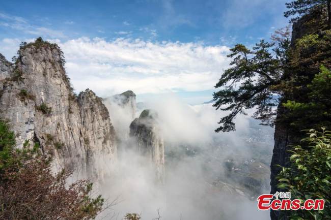 Το γνωστό ως «φιλόξενο» πεύκο (yingkesong) είναι τυλιγμένο μέσα σε μια θάλασσα από σύννεφα στο Εθνικό Γεωπάρκο του Μεγάλου Φαραγγιού του Ενσί, στην Αυτόνομη Νομαρχία Νομαρχία Ενσί Τουτζιά και Μιάο, στην επαρχία Χουμπέι της κεντρικής Κίνας, στις 30 Οκτωβρίου 2021. (Φωτογραφία: China News Service)