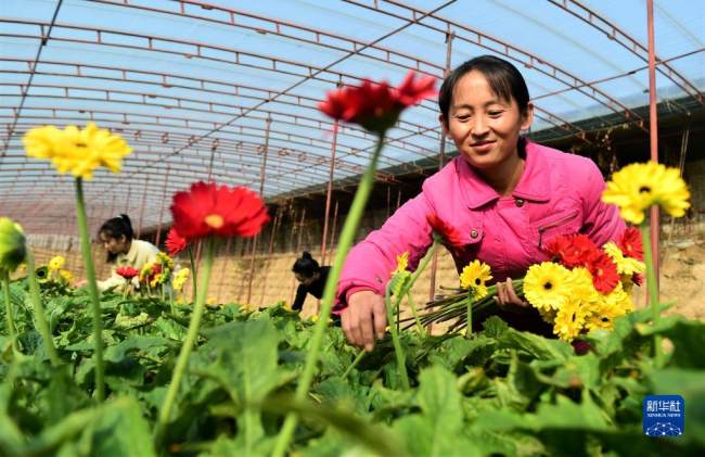 Η φωτογραφία που τραβήχτηκε στις 16 Νοεμβρίου 2021 δείχνει τους αγρότες να μαζεύουν λουλούδια σε ένα συγκρότημα θερμοκηπίων στην Σιανσιάν της επαρχίας Χεμπέι που βρίσκεται στην βόρεια Κίνα. (φωτογραφία / Xinhua)