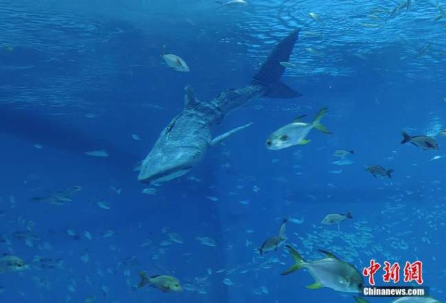 Ο πρώτος βιονικός φαλαινοκαρχαρίας στον κόσμο αποκαλύφθηκε στο Ωκεάνιο Πάρκο Χαϊτσάνγκ στη Σαγκάη, στην ανατολική Κίνα. (Φωτογραφία/VCG)