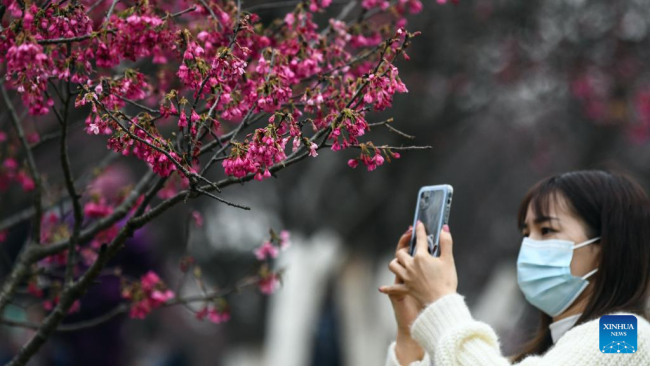 Βγάζοντας φωτογραφίες τα λουλούδια κερασιάς σε ένα δασικό πάρκο στο Νανίνγκ, στην αυτόνομη περιοχή Γκουανσί Τζουάνγκ της νότιας Κίνας, 26 Φεβρουαρίου 2022. (Xinhua/Zhang Ailin)
