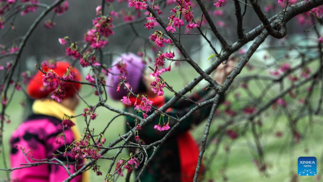 Απολαμβάνοντας τα άνθη κερασιάς σε ένα δασικό πάρκο στο Νανίνγκ, στην αυτόνομη περιοχή Γκουανσί Τζουάνγκ της νότιας Κίνας, 26 Φεβρουαρίου 2022. (Xinhua/Zhang Ailin)