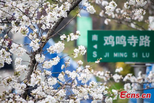 Στην φωτογραφία από τον δρόμο Τζιμίνγκ της πόλης Ναντζίνγκ που είναι πρωτεύουσα της επαρχίας Τζιανγκσού, βλέπουμε την ομορφιά των ανθισμένων κερασιών από τις 13 Μαρτίου 2022.