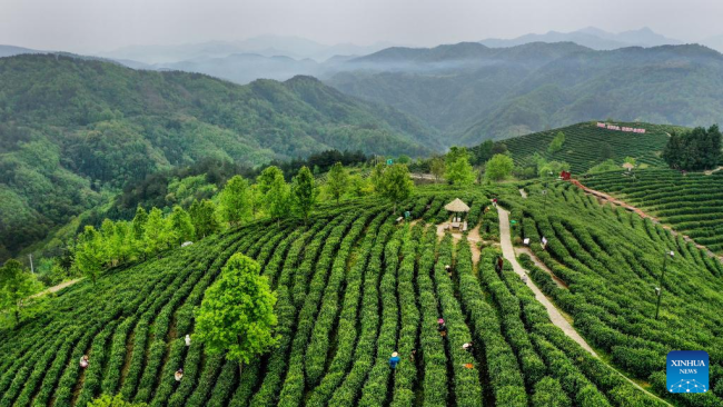 Σε αυτήν την αεροφωτογραφία, αγρότες (农民: nóngmín) μαζεύουν φύλλα τσαγιού (茶叶: cháyè) σε έναν κήπο τσαγιού (茶园: Cháyuán) στην κομητεία Πίνγκλι, στην επαρχία Σαανσί της βορειοδυτικής Κίνας, 4 Απριλίου 2022.