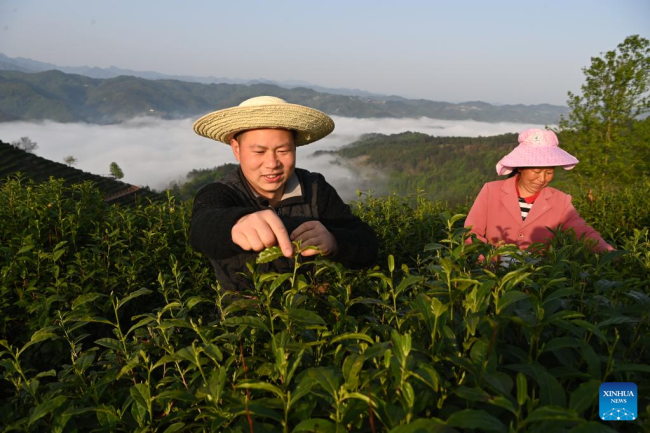 Οι αγρότες (农民: nóngmín) μαζεύουν φύλλα τσαγιού (茶叶: cháyè) σε έναν κήπο τσαγιού (茶园: Cháyuán) στην κομητεία Πίνγκλι, στην επαρχία Σαανσί της βορειοδυτικής Κίνας, 5 Απριλίου 2022. 