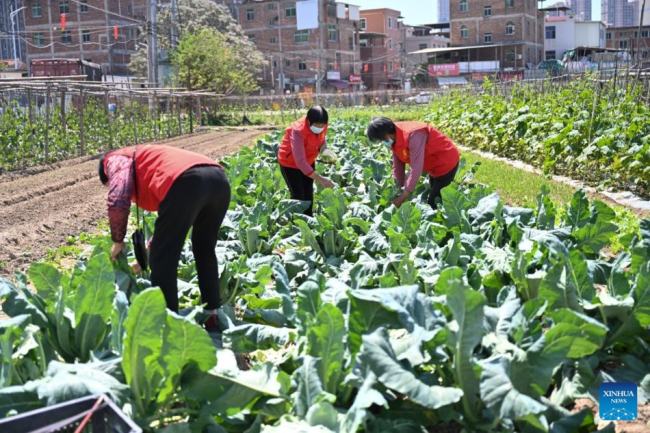 Γιαγιάδες εθελόντριες μαζεύουν λαχανικά για μαγείρεμα στην κοινότητα Σινπού στο Τσουεντζόου στην επαρχία Φουτζιέν της νοτιοανατολικής Κίνας, 5 Απριλίου 2022.
