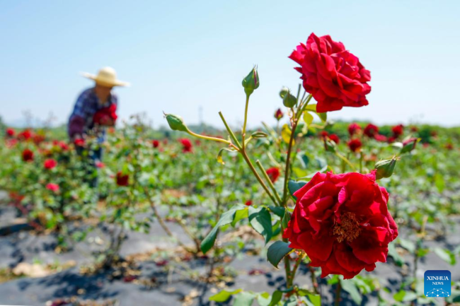 Αγρότης μαζεύει τριαντάφυλλα σε ένα αγρόκτημα λουλουδιών την ημέρα της Λισιά, ή στις αρχές του καλοκαιριού, στην περιοχή Χουιτζόου, της Χουανγκσάν, στην επαρχία Ανχούι της ανατολικής Κίνας, 5 Μαΐου 2022.