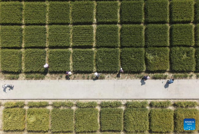 Η αεροφωτογραφία που τραβήχτηκε στις 5 Μαΐου 2022, την ημέρα της Λισιά, ή την αρχή του καλοκαιριού, δείχνει αγρότες να δουλεύουν στο ένα χωράφι στην περιοχή Λισιαχέ, στην επαρχία Τζιανγκσού της ανατολικής Κίνας.