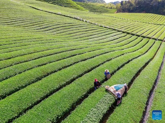 Αεροφωτογραφία που τραβήχτηκε στις 5 Μαΐου 2022, την ημέρα της Λισιά, ή την αρχή του καλοκαιριού, δείχνει αγρότες να μαζεύουν τσάι σε έναν κήπο τσαγιού στην πόλη Φενγκσουλίνγκ, στην κομητεία Τσουν’αν στην επαρχία Τζετζιάνγκ της ανατολικής Κίνας.