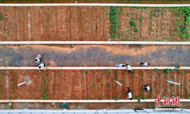Η φωτογραφία που τραβήχτηκε στις 9 Μαΐου 2022 δείχνει κήπους στις ταράτσες ενός γυμνασίου στο Γκαντζόου της επαρχίας Τζιανγκσί της ανατολικής Κίνας. Οι μαθητές εδώ έχουν διδάσκονται από τους δασκάλους τους την τέχνη της καλλιέργειας λαχανικών. (Φωτογραφία: China News Service)