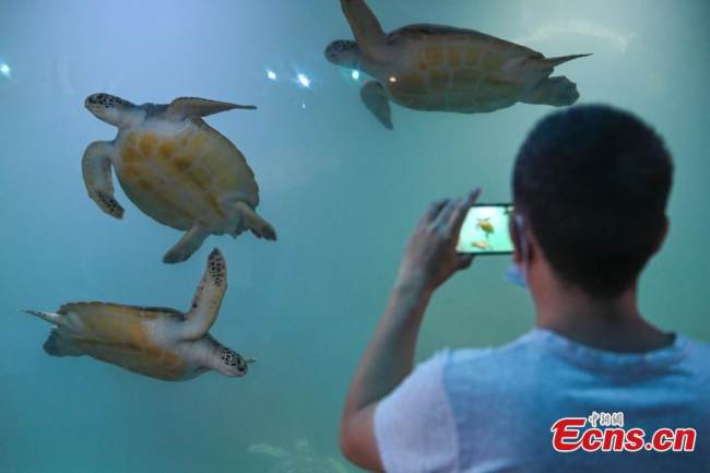 Ένας επισκέπτης βγάζει φωτογραφίες στο Εθνικό Φυσικό Καταφύγιο Θαλάσσιας Χελώνας του Χουιντόνγκ στην πόλη Χουιτζόου, στην επαρχία Γκουανγκντόνγκ της νότιας Κίνας, στις 18 Μαΐου 2022. (Φωτογραφία: China News Service)