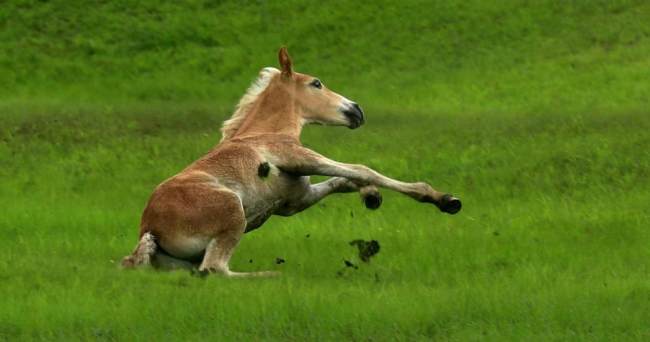 Ένα νεογέννητο άλογο γεμάτο ενέργεια στο γρασίδι. 