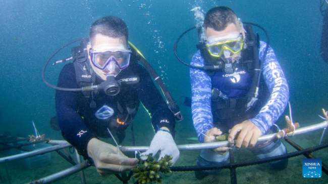 Ερευνητές μεταμοσχεύουν κοράλλια στα νερά του νησιού Φεντζιετζόου της επαρχίας Χαϊνάν, νότια Κίνα, 7 Ιουνίου 2022. 
