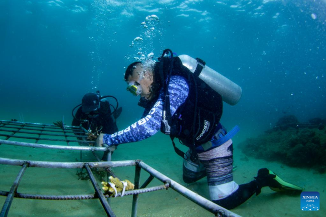 Ερευνητής και προσωπικό μεταμοσχεύουν κοράλλια στα νερά του νησιού Φεντζιετζόου της επαρχίας Χαϊνάν, νότια Κίνα, 8 Ιουνίου 2022. 