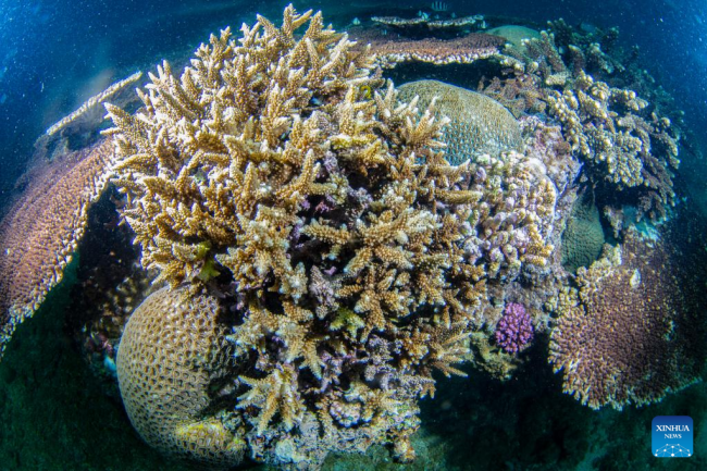 Η φωτογραφία που τραβήχτηκε στις 8 Ιουνίου 2022 δείχνει κοράλλια στα νερά του νησιού Φεντζιετζόου της επαρχίας Χαϊνάν, στη νότια Κίνα. Η 8η Ιουνίου σηματοδοτεί την Παγκόσμια Ημέρα των Ωκεανών. 