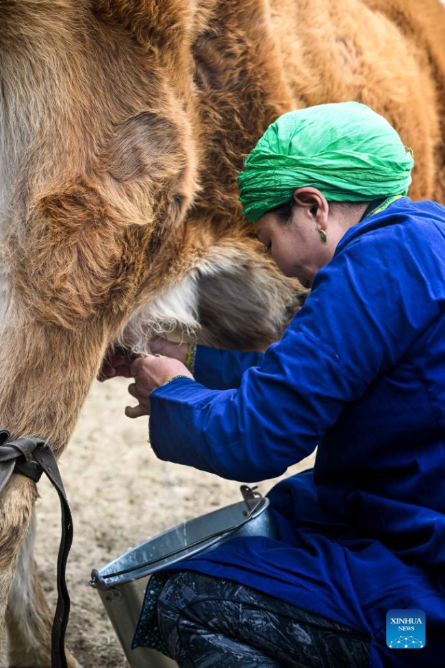 Η Τάο Γκάο αρμέγει μια αγελάδα στο περιοχή του Λαβάρου Τζενγκλάν του Σιλινγκόλ, στην Αυτόνομη Περιοχή της Εσωτερικής Μογγολίας στην βόρεια Κίνα, στις 27 Απριλίου 2022.