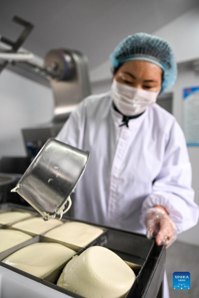 Η Τάο Γκάο φτιάχνει γαλακτοκομικά προϊόντα στο εργαστήριό της στο Λάβαρο Τζενγκλάν του Σιλινγκόλ, στην Αυτόνομη Περιοχή της Εσωτερικής Μογγολίας στην βόρεια Κίνα, 27 Απριλίου 2022. [Xinhua/Lian Zhen]