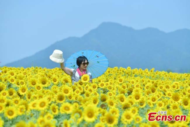 Οι άνθρωποι ποζάρουν για φωτογραφίες σε ένα ανθισμένο ηλιοτρόπιο στο Χανγκτζόου, στην επαρχία Τζετζιάνγκ της ανατολικής Κίνας, 15 Ιουνίου 2022