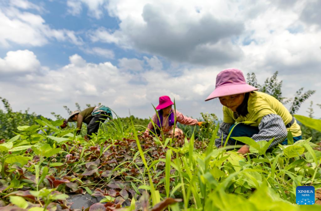 Οι αγρότες εργάζονται στα χωράφια με βότανα στην Τσιενσί, στην επαρχία Γκουιτζόου της νοτιοδυτικής Κίνας, 21 Ιουνίου 2022. (Φωτογραφία Fan Hui/Xinhua) 