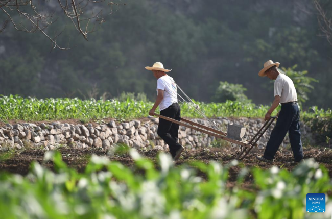 Οι αγρότες εργάζονται στα χωράφια με βότανα στο Τζινγκσίνγκ, του Σιτζιατζουάνγκ, στην επαρχία Χεμπέι της βόρειας Κίνας, 21 Ιουνίου 2022. (Φωτογραφία Zhang Xiaofeng/Xinhua) 