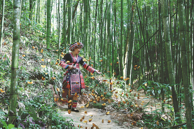 Μια επισκέπτρια με παραδοσιακό φόρεμα θαυμάζει τις πεταλούδες της βασίλισσας της ζούγκλας στην κοιλάδα των πεταλούδων στον αυτόνομο νομό Χονγκχέ Χάνι και Γι του Γιουνάν. [CHINA DAILY]