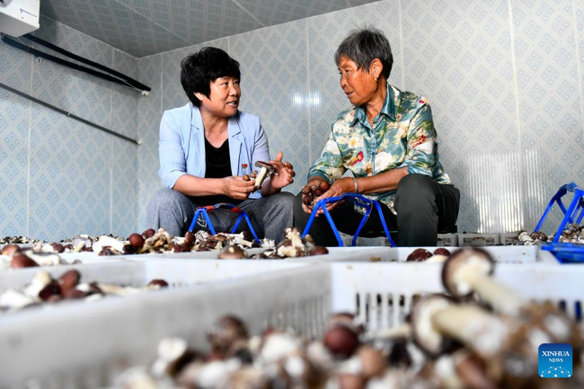 Η Τζανγκ Σοουγίνγκ μιλά με μια αγρότισσα για τη διατήρηση των βρώσιμων μανιταριών σε ένα θερμοκήπιο στο χωριό Χονγκνίγια στην κομητεία Γουλιέν του Ριτζάο, στην επαρχία Σαντόνγκ της ανατολικής Κίνας, 17 Ιουνίου 2022. 