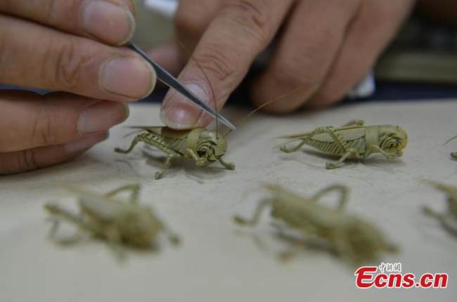 Ψάθινοι γρύλοι φτιαγμένοι από τον Χαν Λιουγιέ στο Σιτζιατζουάνγκ της επαρχίας Χεμπέι της βόρειας Κίνας, 11 Ιουλίου 2022. (Φωτογραφία: China News Service)