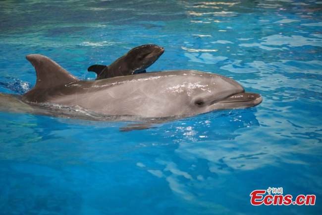 To φαλαινοδελφινάκι κολυμπά με τη μαμά του στο Haichang Ocean Park στην πόλη Τιεντζίν, 14 Ιουλίου 2022.