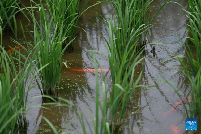 Στις 18 Ιουλίου, ψάρια σε μια προστατευόμενη περιοχή συγκαλλιέργειας ρυζιού-ψαριού στην επαρχία Τσινγκτιέν, στην επαρχία Τζετζιάνγκ της ανατολικής Κίνας.