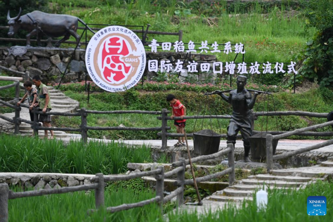 Στις 18 Ιουλίου επισκέπτες σε μια προστατευόμενη περιοχή συγκαλλιέργειας ρυζιού-ψαριού στην επαρχία Τσινγκτιέν, στην επαρχία Τζετζιάνγκ της ανατολικής Κίνας.