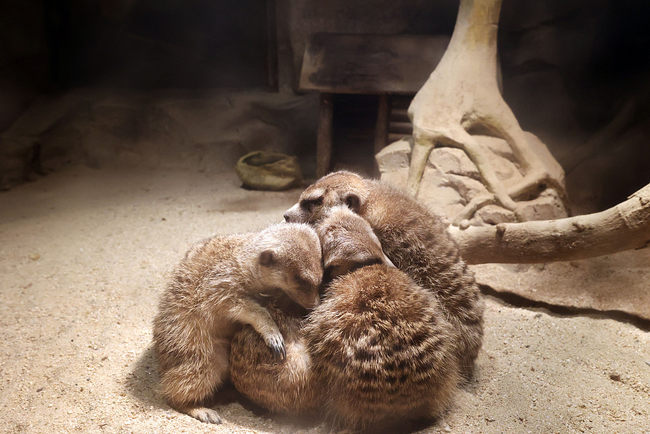 Animais passam o inverno em ambiente aconchegante no parque de safári em Jiangsu