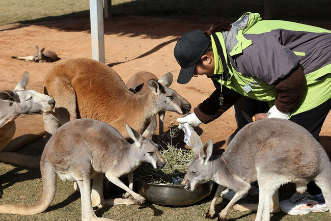 Animais passam o inverno em ambiente aconchegante no parque de safári em Jiangsu