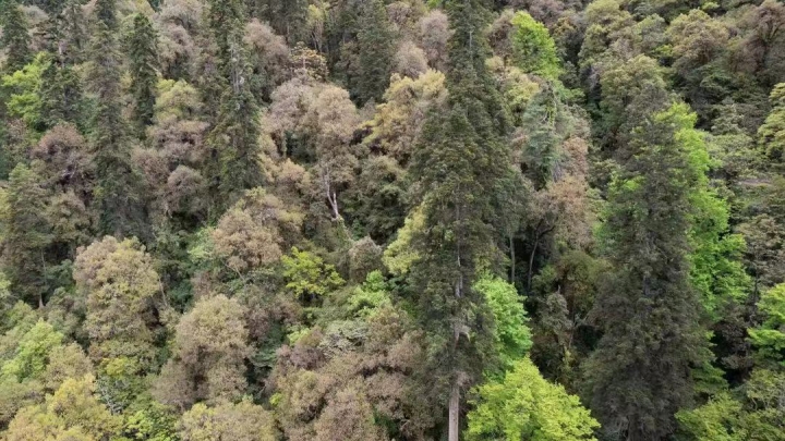 Árvore mais alta da China é descoberta no Tibet