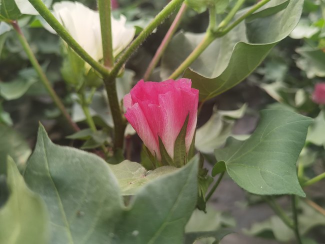 Iubirea aduce o forță inepuizabilă. Povestea unei familii de fermieri din Usu Iubirea aduce o forță inepuizabilă. Povestea unei familii de fermieri din Usu