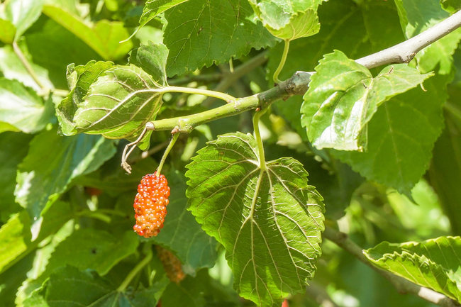 Livada cu duzi în plină vară