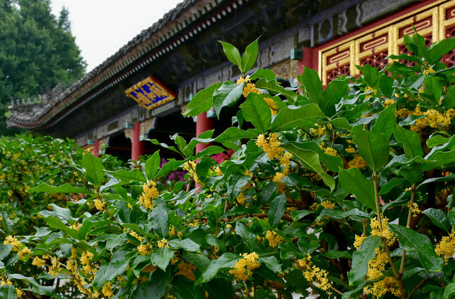 Florile Osmanthus fragrans înfloresc în Palatul de Vară