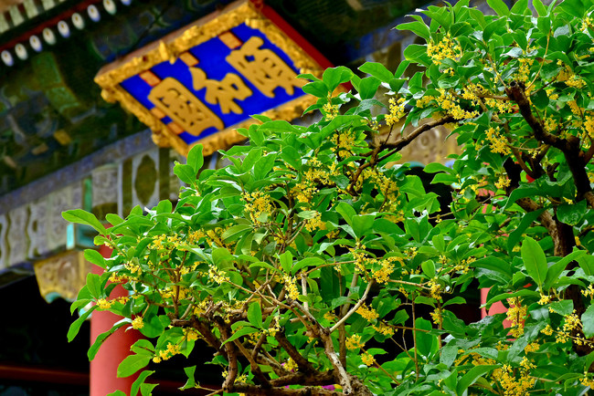 Florile Osmanthus fragrans înfloresc în Palatul de Vară