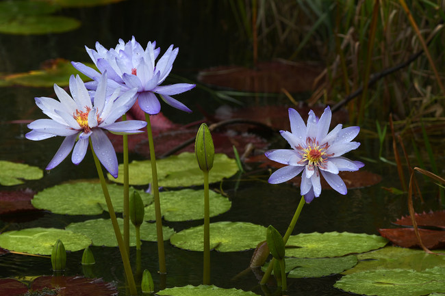 Nuferi, deschiși în ploaie