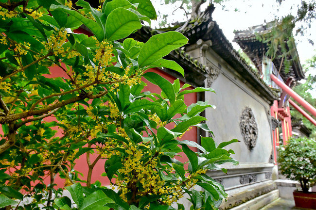 Florile Osmanthus fragrans înfloresc în Palatul de Vară